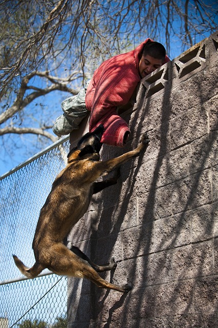 dog bite training