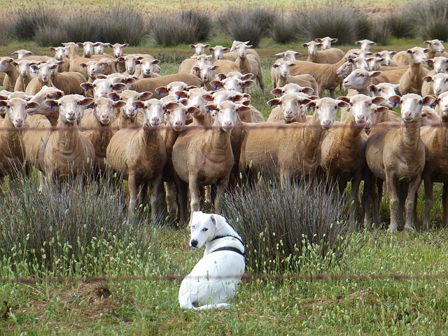 dog_herding