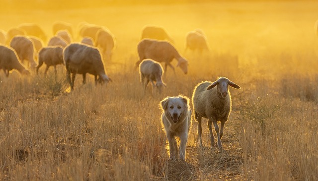 dog_herding_at_sunset