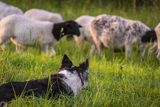 dog_herding_at_field