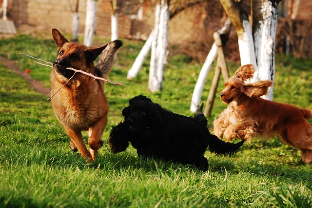 dog_herding